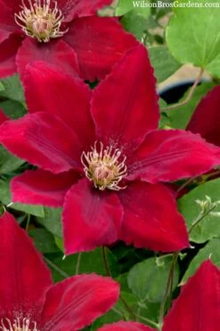 Rebecca Clematis - 1 Gallon Pot