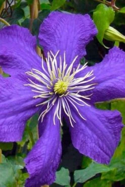 Rhapsody Clematis - 1 Gallon Pot -Wilson Bros Gardens Shop clematis rhapsody 3