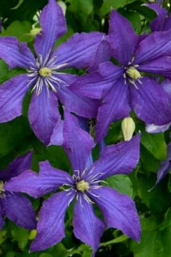 Rhapsody Clematis - 1 Gallon Pot -Wilson Bros Gardens Shop clematis rhapsody 4