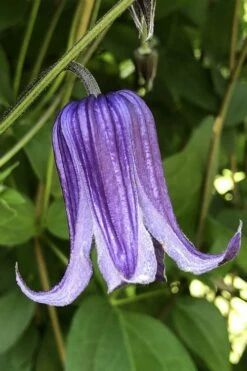 Roguchi Clematis - 1 Gallon Pot -Wilson Bros Gardens Shop clematis roguchi 10