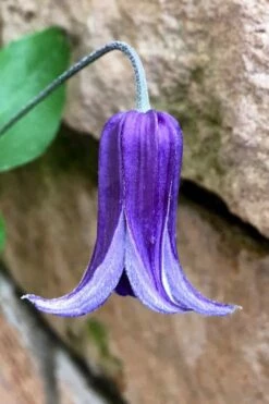 Roguchi Clematis - 1 Gallon Pot