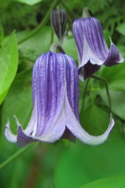 Roguchi Clematis - 1 Gallon Pot -Wilson Bros Gardens Shop clematis roguchi 6