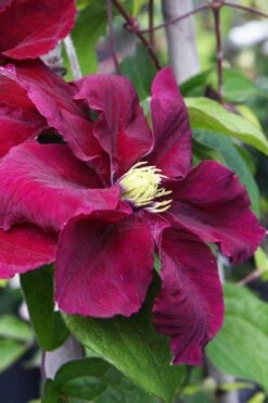 Rosemoor Clematis - 1 Gallon Pot -Wilson Bros Gardens Shop clematis rosemoor 5