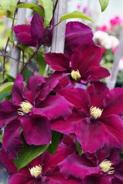 Rosemoor Clematis - 1 Gallon Pot -Wilson Bros Gardens Shop clematis rosemoor 6