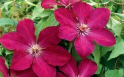 Rouge Cardinal Clematis - 1 Gallon Pot -Wilson Bros Gardens Shop clematis rouge cardinal 2