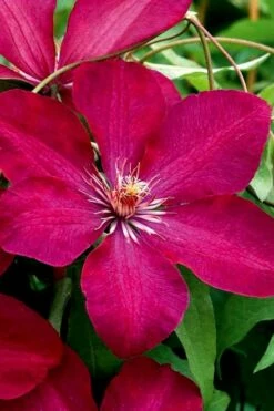 Rouge Cardinal Clematis - 1 Gallon Pot -Wilson Bros Gardens Shop clematis rouge cardinal 3