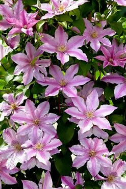 Sally Clematis - 1 Gallon Pot -Wilson Bros Gardens Shop clematis sally 22