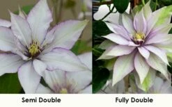 Samaritan Jo Clematis - 1 Gallon Pot -Wilson Bros Gardens Shop clematis samaritan jo 8