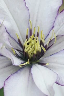 Samaritan Jo Clematis - 1 Gallon Pot -Wilson Bros Gardens Shop clematis samaritan joe 4