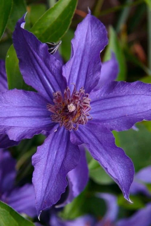 Sapphire Indigo Clematis - 3 Gallon Pot 7 Sapphire Indigo Clematis - 3 Gallon Pot - Image 7