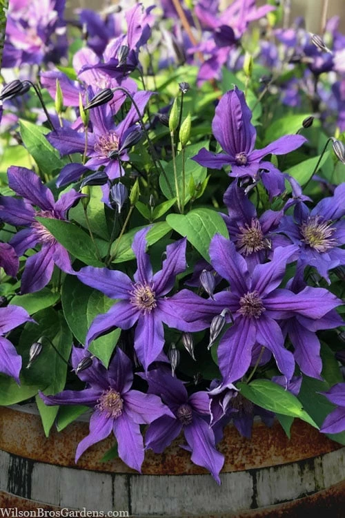 Sapphire Indigo Clematis - 3 Gallon Pot 1 Sapphire Indigo Clematis - 3 Gallon Pot