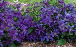 Sapphire Indigo Clematis - 1 Gallon Pot 10 Sapphire Indigo Clematis - 1 Gallon Pot -Wilson Bros Gardens Shop clematis sapphire indigo 7 1