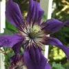 Sapphire Indigo Clematis - 1 Gallon Pot