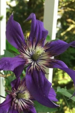 Sapphire Indigo Clematis - 3 Gallon Pot 11 Sapphire Indigo Clematis - 3 Gallon Pot -Wilson Bros Gardens Shop clematis sapphire indigo 9