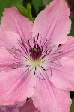 Sarah Elizabeth Clematis - 1 Gallon Pot -Wilson Bros Gardens Shop clematis sarah elizabeth 3