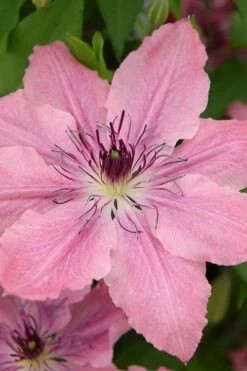 Sarah Elizabeth Clematis - 1 Gallon Pot -Wilson Bros Gardens Shop clematis sarah elizabeth 4