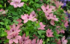 Sarah Elizabeth Clematis - 1 Gallon Pot -Wilson Bros Gardens Shop clematis sarah elizabeth 5