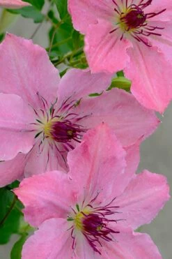 Sarah Elizabeth Clematis - 1 Gallon Pot -Wilson Bros Gardens Shop clematis sarah elizabeth 7