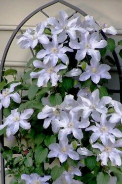Silver Moon Clematis - 1 Gallon Pot -Wilson Bros Gardens Shop clematis silver moon 7