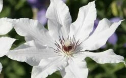 Snow Queen Clematis - 1 Gallon Pot -Wilson Bros Gardens Shop clematis snow queen 3