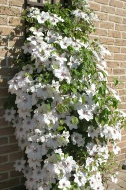 Snow Queen Clematis - 1 Gallon Pot -Wilson Bros Gardens Shop clematis snow queen 4