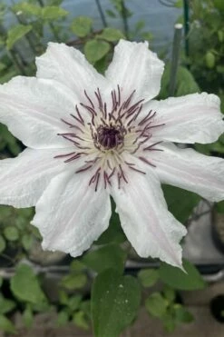 Snow Queen Clematis - 1 Gallon Pot -Wilson Bros Gardens Shop clematis snow queen 7