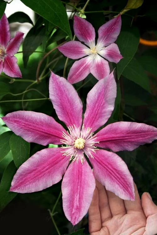 Sugar Candy Clematis - 1 Gallon Pot 6 Sugar Candy Clematis - 1 Gallon Pot - Image 6