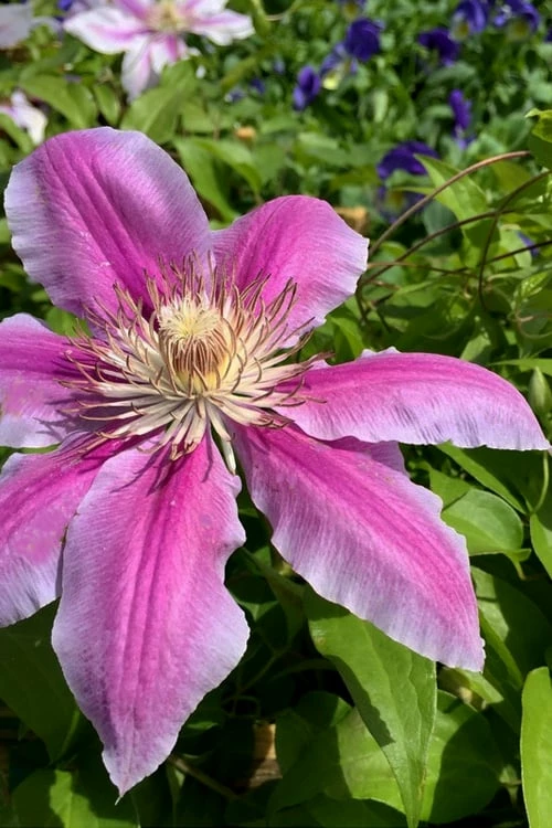 Sugar Candy Clematis - 1 Gallon Pot 4 Sugar Candy Clematis - 1 Gallon Pot - Image 4