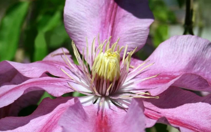 Sugar Candy Clematis - 1 Gallon Pot 5 Sugar Candy Clematis - 1 Gallon Pot - Image 5
