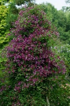Sweet Summer Love Clematis - 1 Gallon Pot -Wilson Bros Gardens Shop clematis sweet summer love 4