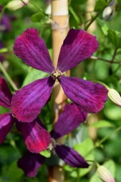 Sweet Summer Love Clematis - 1 Gallon Pot -Wilson Bros Gardens Shop clematis sweet summer love 7