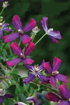 Sweet Summer Love Clematis - 1 Gallon Pot -Wilson Bros Gardens Shop clematis sweet summer love 8