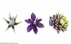 Taiga Clematis - 1 Gallon Pot -Wilson Bros Gardens Shop clematis taiga 24 1