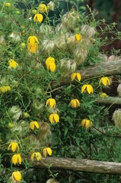 Tangutica Yellow Clematis - 1 Gallon Pot -Wilson Bros Gardens Shop clematis tangutica 4