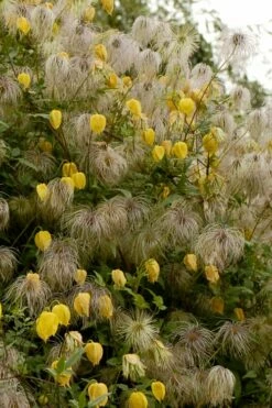 Tangutica Yellow Clematis - 1 Gallon Pot -Wilson Bros Gardens Shop clematis tangutica flowers and seedheads