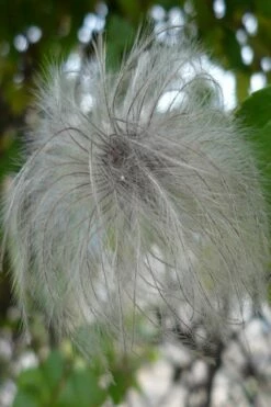 Tangutica Yellow Clematis - 1 Gallon Pot -Wilson Bros Gardens Shop clematis tangutica seedhead 2