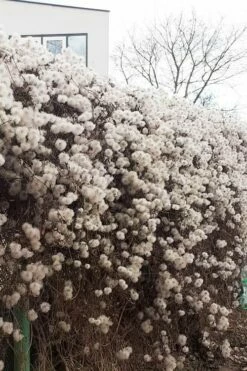 Tangutica Yellow Clematis - 1 Gallon Pot -Wilson Bros Gardens Shop clematis tangutica seedheads winter