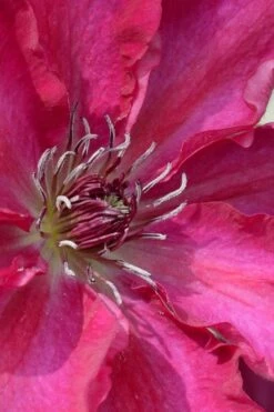 Garland Tekla Clematis - 1 Gallon Pot -Wilson Bros Gardens Shop clematis tekla 1