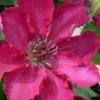 Garland Tekla Clematis - 1 Gallon Pot