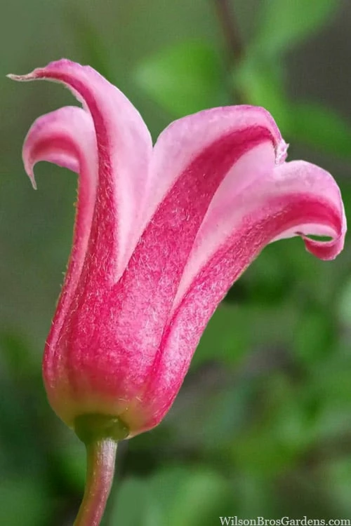 Duchess Of Albany Clematis - 1 Gallon Pot 1 Duchess Of Albany Clematis - 1 Gallon Pot