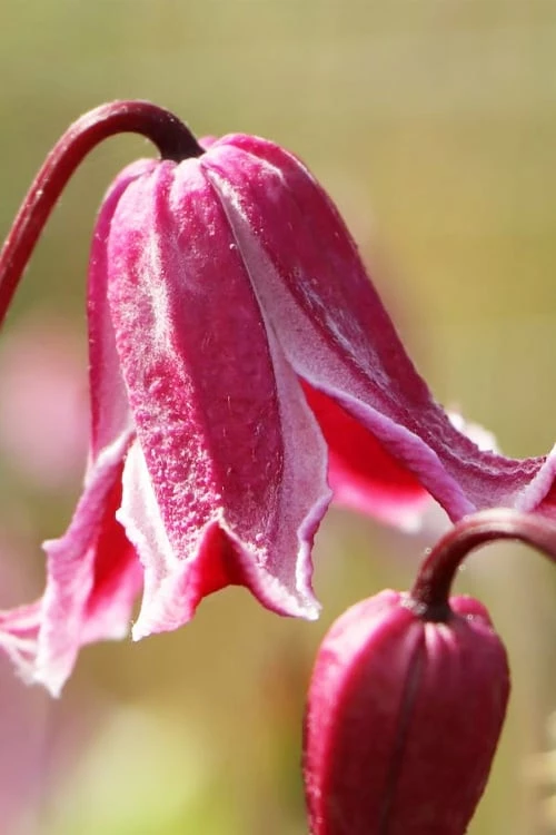Etioile Rose Clematis - 1 Gallon Pot 5 Etioile Rose Clematis - 1 Gallon Pot - Image 5