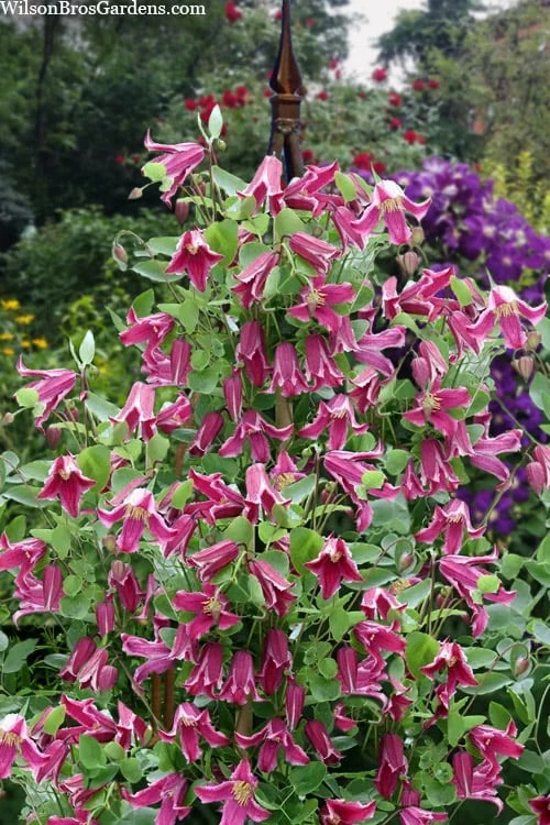 Etioile Rose Clematis - 1 Gallon Pot 6 Etioile Rose Clematis - 1 Gallon Pot - Image 6