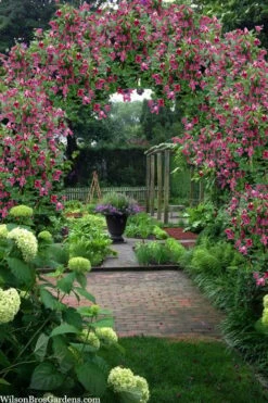 Etioile Rose Clematis - 1 Gallon Pot 9 Etioile Rose Clematis - 1 Gallon Pot -Wilson Bros Gardens Shop clematis texensis etoile rose 5