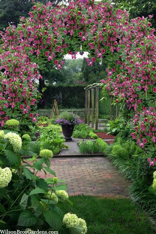 Etioile Rose Clematis - 1 Gallon Pot 4 Etioile Rose Clematis - 1 Gallon Pot - Image 4