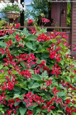 Gravetye Beauty Clematis - 1 Gallon Pot -Wilson Bros Gardens Shop clematis texensis gravetye beauty 10