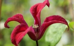 Gravetye Beauty Clematis - 1 Gallon Pot -Wilson Bros Gardens Shop clematis texensis gravetye beauty 4
