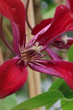 Gravetye Beauty Clematis - 1 Gallon Pot -Wilson Bros Gardens Shop clematis texensis gravetye beauty 6