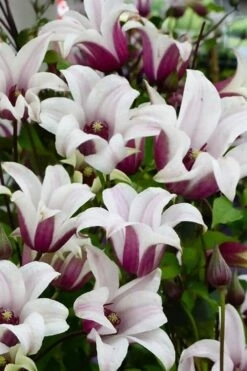 Princess Kate Clematis - 1 Gallon Pot -Wilson Bros Gardens Shop clematis texensis princess kate 14