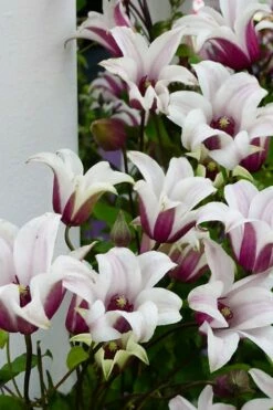 Princess Kate Clematis - 1 Gallon Pot -Wilson Bros Gardens Shop clematis texensis princess kate 15