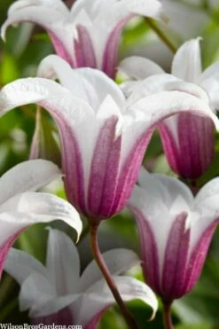 Princess Kate Clematis - 1 Gallon Pot -Wilson Bros Gardens Shop clematis texensis princess kate 23